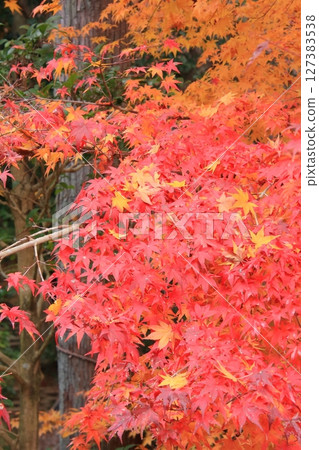 以京都的岩石花園而聞名的龍安寺和秋葉隱密勝地鏡陽池 以京都的岩石花園而聞名的龍安寺和秋葉隱密勝地鏡陽池 127383538