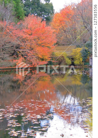 Ryoanji Temple, famous for its rock garden in Kyoto, and Kyoyo Pond, a hidden spot for autumn foliage 127383556