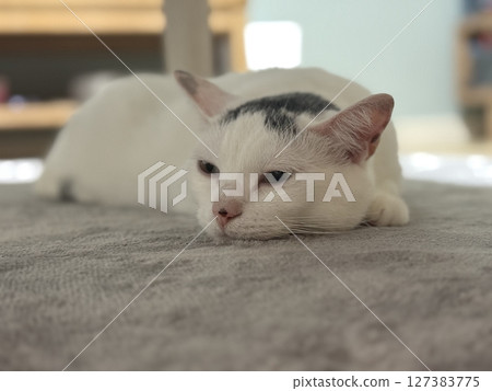 A cat to be disgusted A cat to be disgusted 127383775