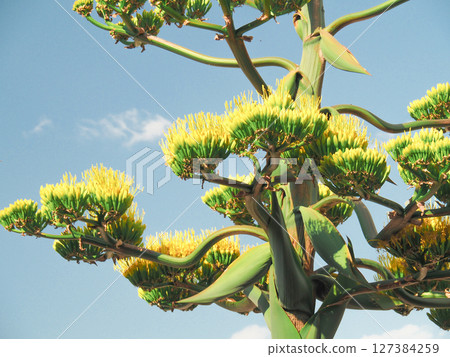 Agave blooming at Templo Mayor, Mexico City Agave blooming at Templo Mayor, Mexico City 127384259