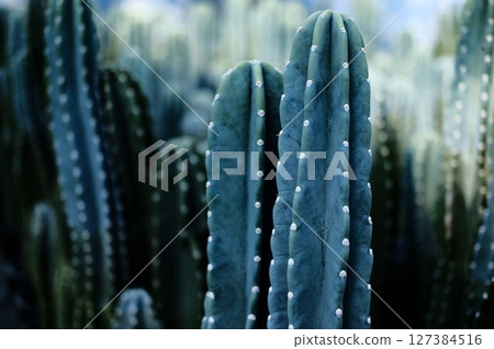 Pillar cactus 127384516