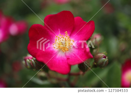 美麗綻放的紅玫瑰 127384533