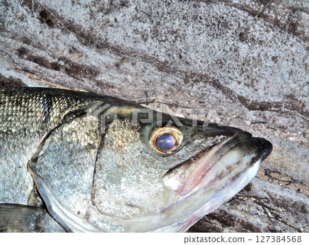 黑鰭鱸魚臉 127384568