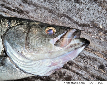 Blackfin seabass face 127384569