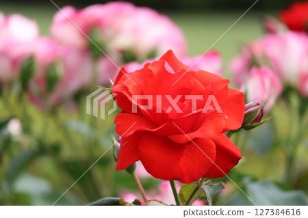 Beautifully blooming red roses 127384616