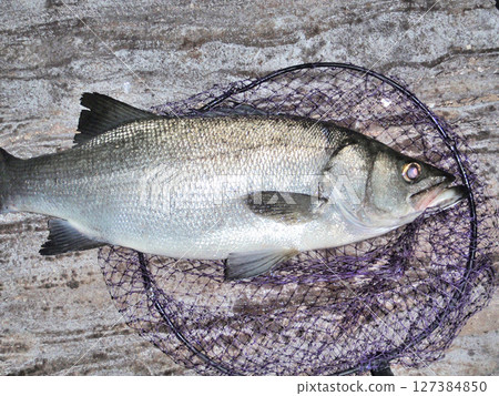 夜間捕魚時捕獲的一條美麗的黑鰭鱸魚 夜間捕魚時捕獲的一條美麗的黑鰭鱸魚 127384850