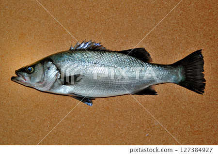 夜間捕魚時捕獲的一條美麗的黑鰭鱸魚 夜間捕魚時捕獲的一條美麗的黑鰭鱸魚 127384927