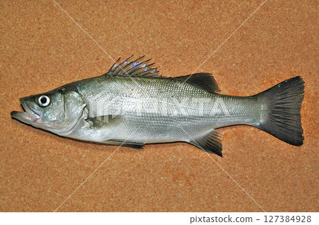 夜間捕魚時捕獲的一條美麗的黑鰭鱸魚 127384928