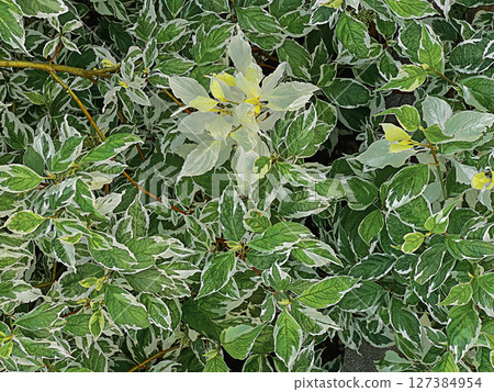 A close-up view of variegated green and white leaves with small yellow flowers.  127384954