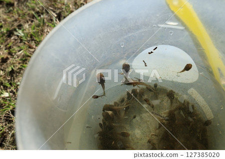 蝌蚪 蝌蚪 127385020