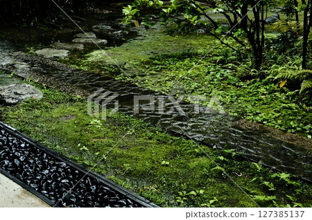 Mossy garden Mossy garden 127385137