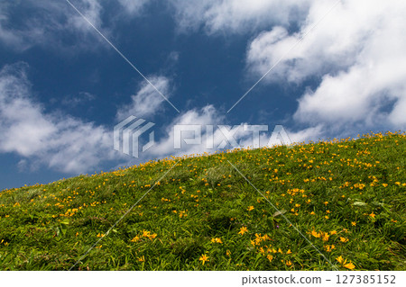 [Niigata Prefecture_Oonogame] Sado, the island of flowers, a yellow carpet covering the land, and the deep blue Sea of Japan May June 127385152