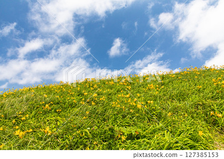 [Niigata Prefecture_Oonogame] Sado, the island of flowers, a yellow carpet covering the land, and the deep blue Sea of Japan May June 127385153