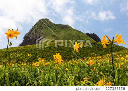 [Niigata Prefecture_Oonogame] Sado, the island of flowers, a yellow carpet covering the land, and the deep blue Sea of Japan May June 127385156