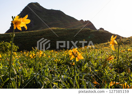 [Niigata Prefecture_Oonogame] Sado, the island of flowers, a yellow carpet covering the land, and the deep blue Sea of Japan May June 127385159