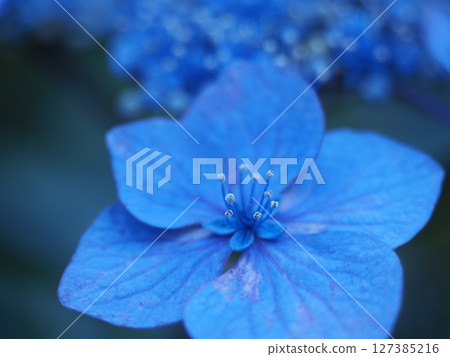Close-up of a single blue hydrangea 127385216