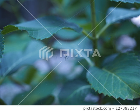 繡球花葉和蜘蛛 繡球花葉和蜘蛛 127385217