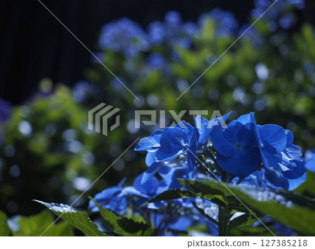 明亮的藍色繡球花 明亮的藍色繡球花 127385218