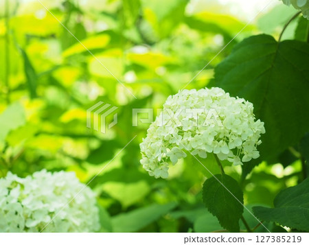 白色繡球花 白色繡球花 127385219