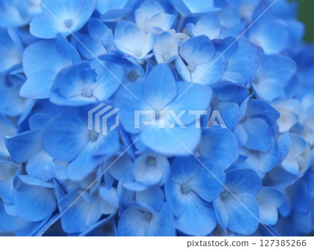 Blue hydrangea 127385266