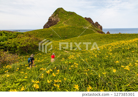 [Niigata Prefecture_Oonogame] Sado, the island of flowers, a yellow carpet covering the land, and the deep blue Sea of Japan May June 127385301