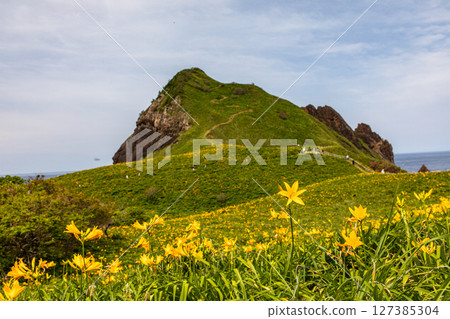 [Niigata Prefecture_Oonogame] Sado, the island of flowers, a yellow carpet covering the land, and the deep blue Sea of Japan May June 127385304