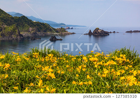 [Niigata Prefecture_Oonogame] Sado, the island of flowers, a yellow carpet covering the land, and the deep blue Sea of Japan May June 127385310