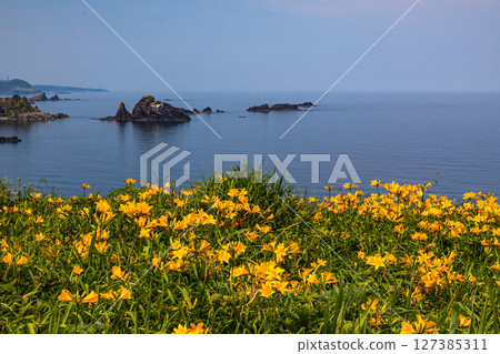 [Niigata Prefecture_Oonogame] Sado, the island of flowers, a yellow carpet covering the land, and the deep blue Sea of Japan May June 127385311