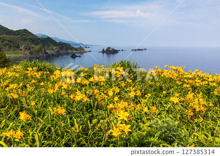 [Niigata Prefecture_Oonogame] Sado, the island of flowers, a yellow carpet covering the land, and the deep blue Sea of Japan May June 127385314