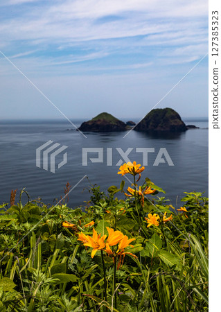 【新潟縣_Oonogame】佐渡,花之島,大地鋪滿黃色的地毯,還有深藍色的日本海 5月 6月 【新潟縣_Oonogame】佐渡,花之島,大地鋪滿黃色的地毯,還有深藍色的日本海 5月 6月 127385323