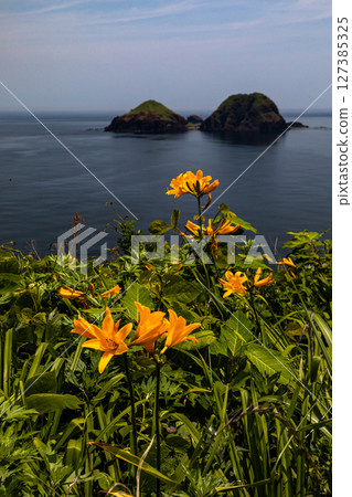 [Niigata Prefecture_Oonogame] Sado, the island of flowers, a yellow carpet covering the land, and the deep blue Sea of Japan May June 127385325