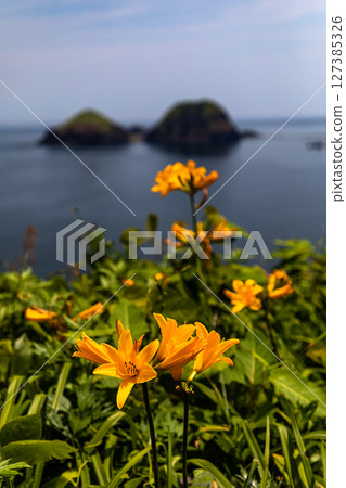 [Niigata Prefecture_Oonogame] Sado, the island of flowers, a yellow carpet covering the land, and the deep blue Sea of Japan May June 127385326