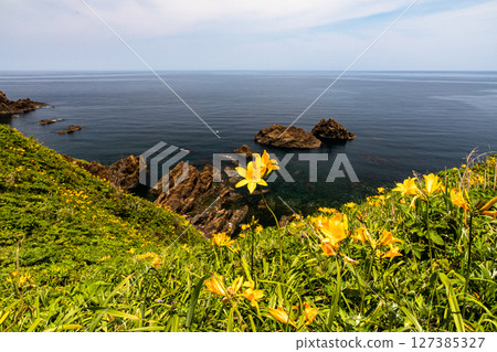 [Niigata Prefecture_Oonogame] Sado, the island of flowers, a yellow carpet covering the land, and the deep blue Sea of Japan May June 127385327