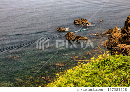 [Niigata Prefecture_Oonogame] Sado, the island of flowers, a yellow carpet covering the land, and the deep blue Sea of Japan May June 127385328