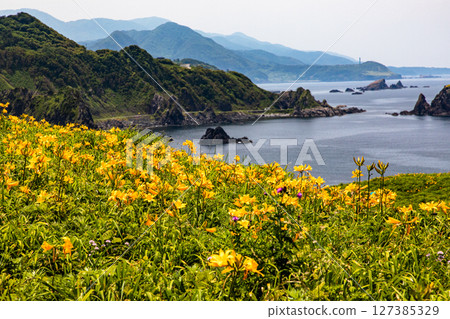 [Niigata Prefecture_Oonogame] Sado, the island of flowers, a yellow carpet covering the land, and the deep blue Sea of Japan May June 127385329