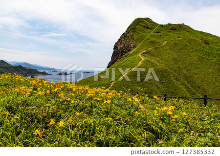 [Niigata Prefecture_Oonogame] Sado, the island of flowers, a yellow carpet covering the land, and the deep blue Sea of Japan May June 127385332