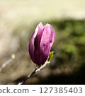 Shimokuren的花 127385403