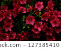 杜鵑花紅色的花朵 127385410