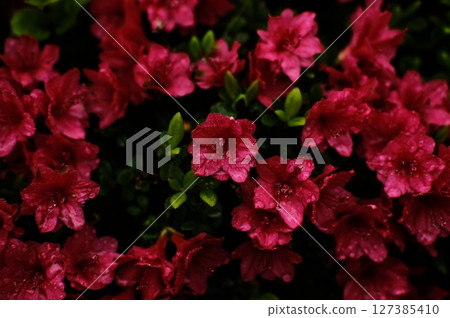 杜鵑花紅色的花朵 杜鵑花紅色的花朵 127385410
