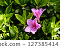 平戶杜鵑花的粉紅花朵 127385414