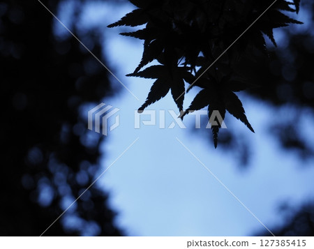 藍色楓葉和水滴 藍色楓葉和水滴 127385415