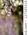 Yae Fuji 127385418