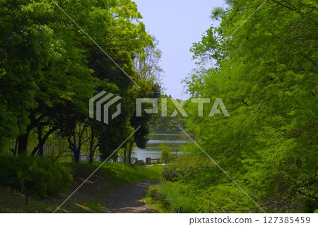 Park promenade surrounded by fresh greenery 127385459