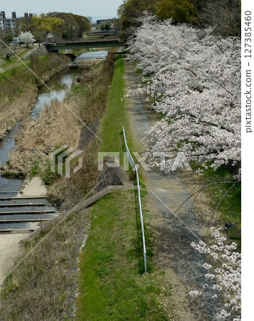 Row of cherry blossom trees Row of cherry blossom trees 127385460