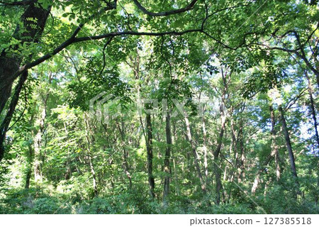 在森林深處 在森林深處 127385518