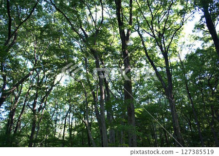 Sunlight through the trees Sunlight through the trees 127385519