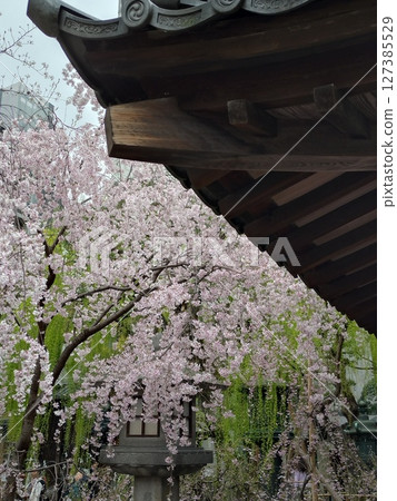 Weeping cherry blossoms and willow trees in front of the hall Weeping cherry blossoms and willow trees in front of the hall 127385529