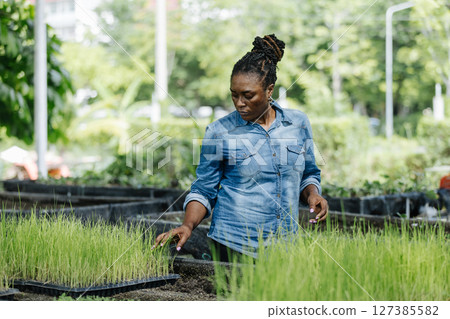 Black female african american work in nursery, carefully arranging young rice plants in trays. The sunlight filters through the trees, showcasing her dedication to farming. 127385582