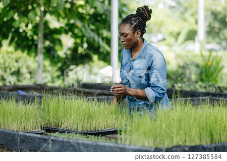Black female african american work in nursery, carefully arranging young rice plants in trays. The sunlight filters through the trees, showcasing her dedication to farming. Black female african american work in nursery, carefully arranging young rice plants in trays. The sunlight filters through the trees, showcasing her dedication to farming. 127385584