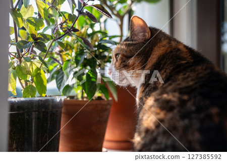 Closeup of calico domestic cat sitting on window around houseplants, looking curiously out window. Closeup of calico domestic cat sitting on window around houseplants, looking curiously out window. 127385592